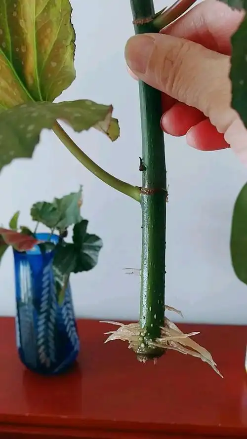 佛系生活#水培的竹节海棠,根系长这样长,就可以入盆入土了!-度小视