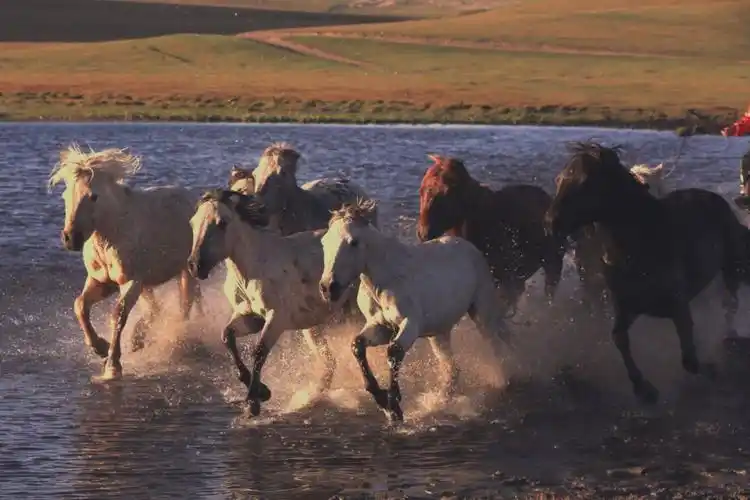 坝上草原 骏马奔腾