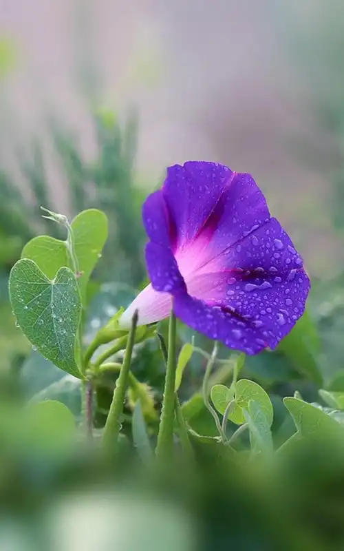 牵牛花又称喇叭花,这个花不名贵.