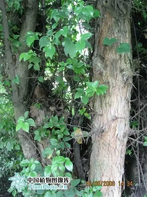 家门口的树,一直不知道是什么树,求助.