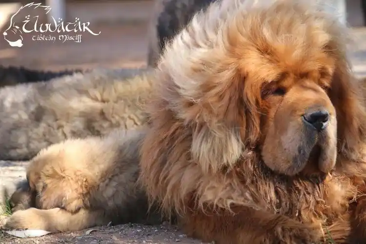 来自西藏的守护者,真的是犬科之王,光看藏獒就是一种震撼