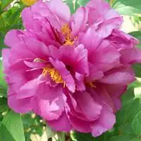 女人最适合的微信头像成熟牡丹花头像点击鼠标右键下载