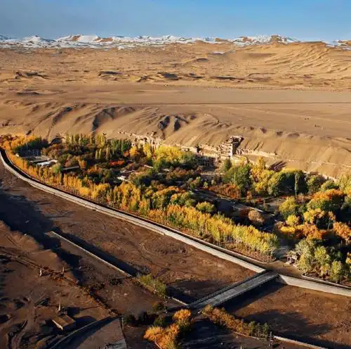 教1前的梧桐树被"砍头",为啥?_敦煌