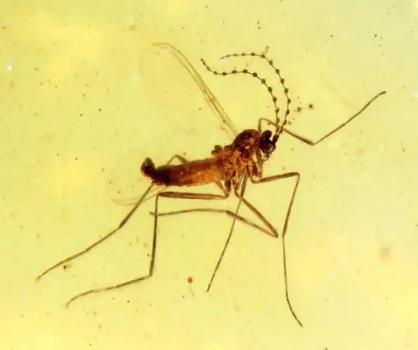 特殊的念珠状触角