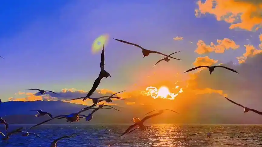 海边日落晚霞 #日落92 #海鸥飞处彩云飞