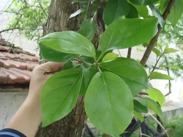 江苏南通的榨榛树