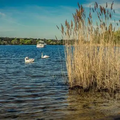 唯美风景头像随风起舞的芦苇图片
