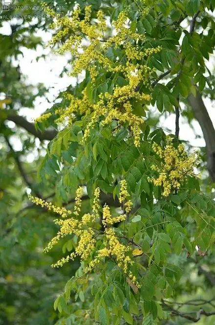 黄山栾树 / 全缘叶栾树 koelreuteria bipinnata integrifoliola