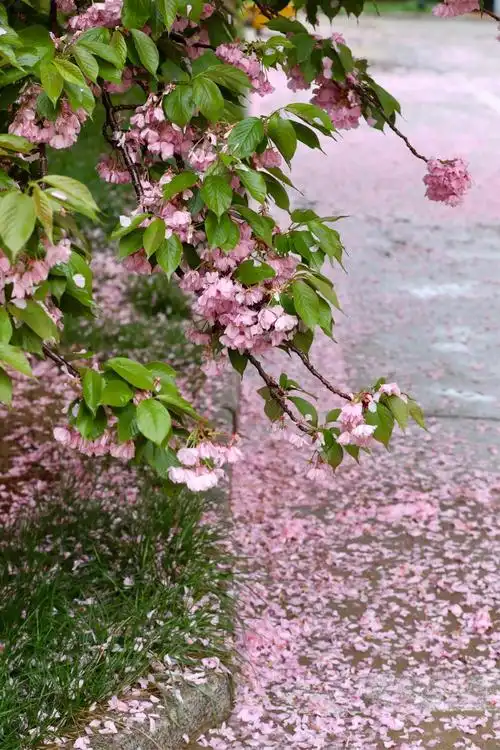 春雨落花满地红,花香四溢春正浓.