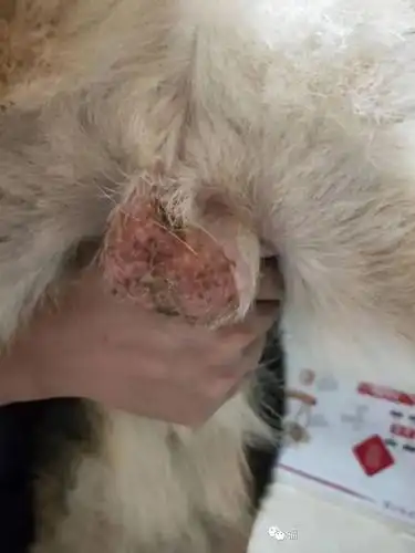 一例犬的阴囊炎的治疗体会