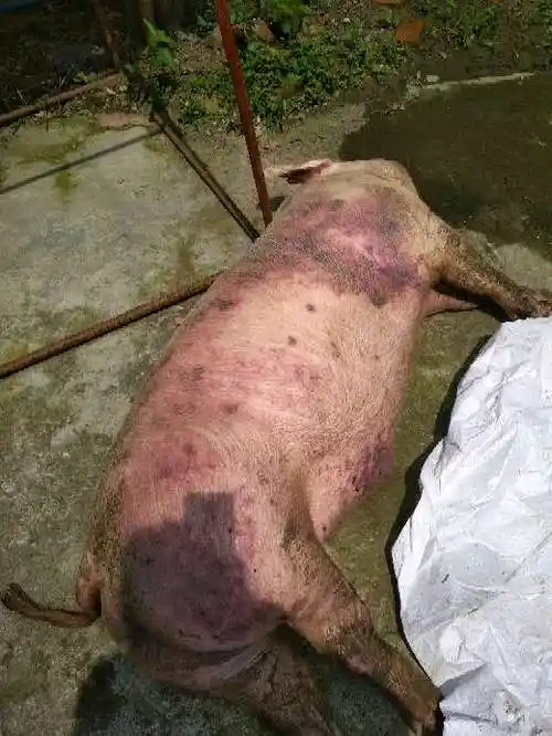 育肥猪发病突然发病后一直在叫10分钟后死亡全身发红体温我暂时没有量