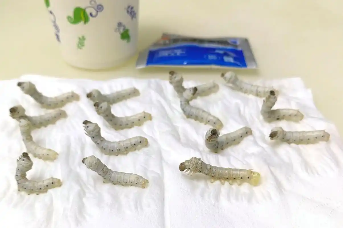 蚕宝宝中毒后急救解毒 晚上十点多回家后,发现一半的蚕全部侧躺着.