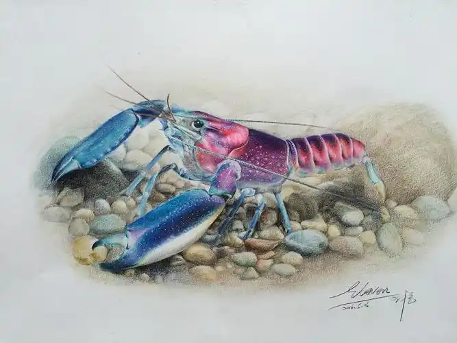 彩铅蓝月龙虾