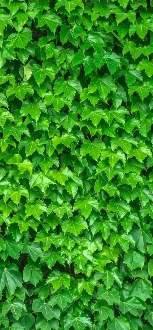 绿色壁纸保护视力,有绿色护眼系列的手机壁纸吗(绿色护眼壁纸美图)