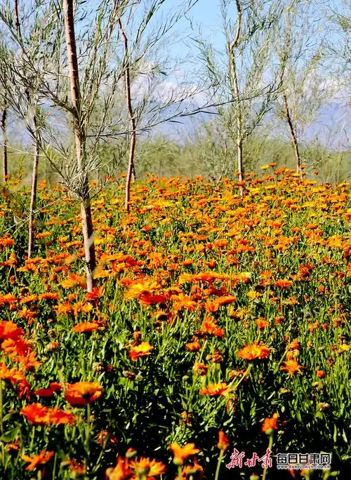 张掖黑河滩胡杨林景美花艳