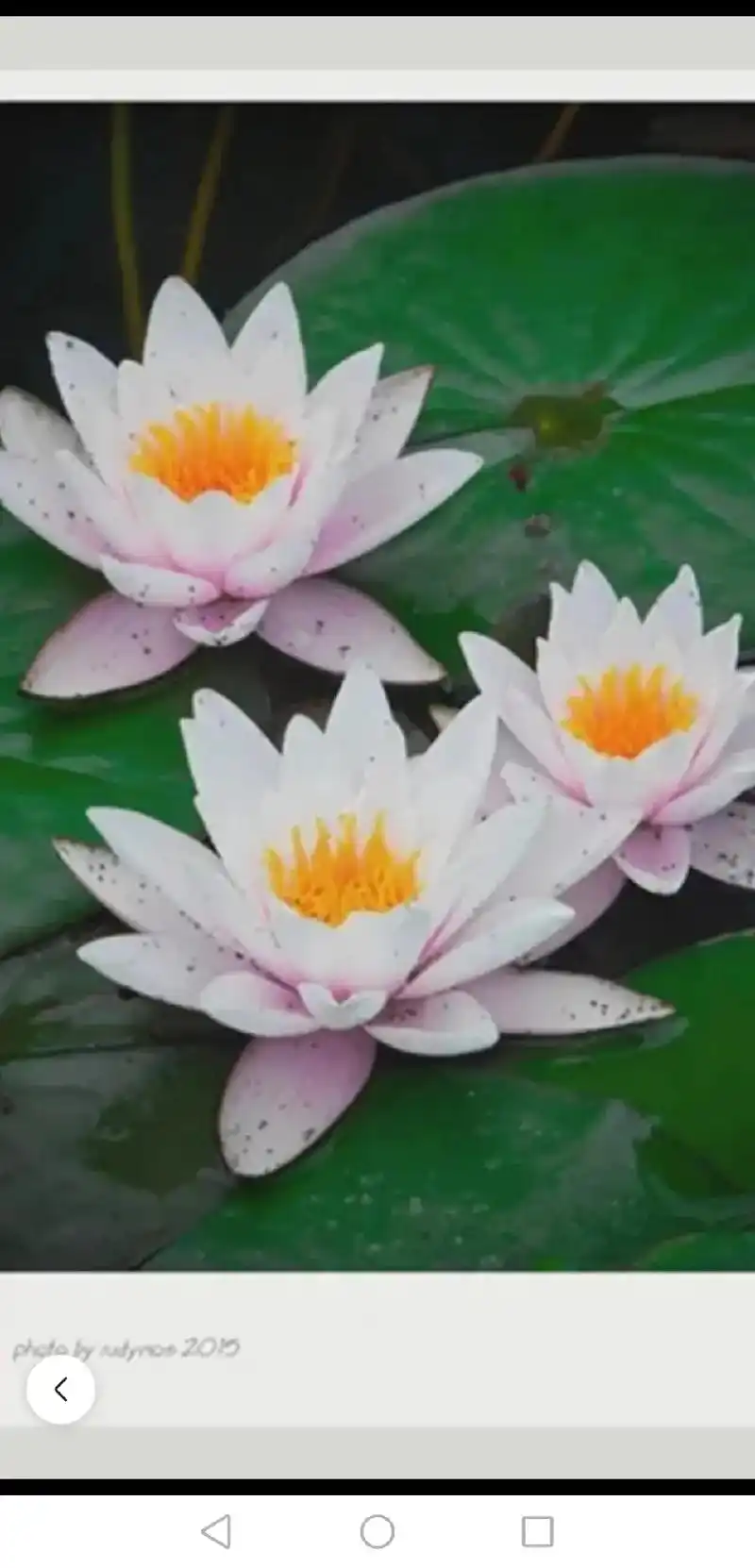 原创高清荷花摄影/高分辨. 两朵漂亮白莲花图片 花植物花 - 抖音