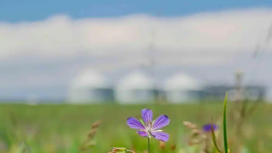 抖音最火2020背景图,高清图片,电脑桌面-壁纸族