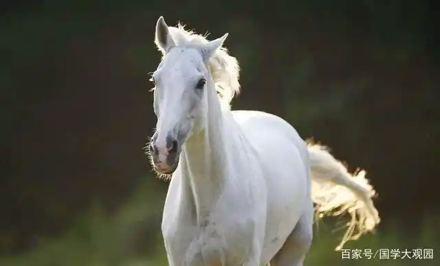 86版《西游记》拍摄结束后,那只白龙马到底去哪了?结局让人痛心