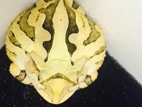 (领养)纯禁口美国原色霸王角蛙