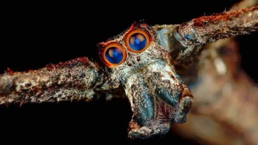 抛网大师鬼面蛛vs夺命剪刀角行军蚁,谁的装备更胜一筹?