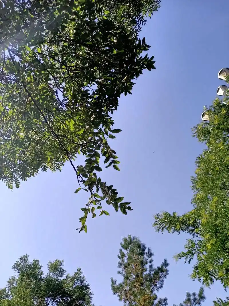 两棵树都同时伸出手,让我们和好吧,为什么我们不能生活的阳 - 抖音