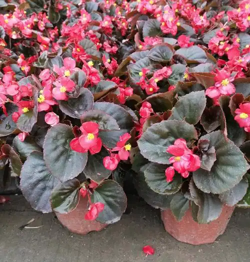 四季海棠花红叶红花 带盆栽好【图片 价格 品牌 报价】-京东