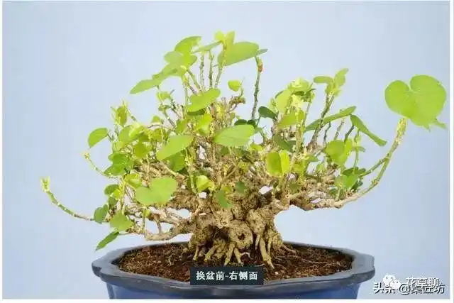 黄槿山采盆景素材创作!