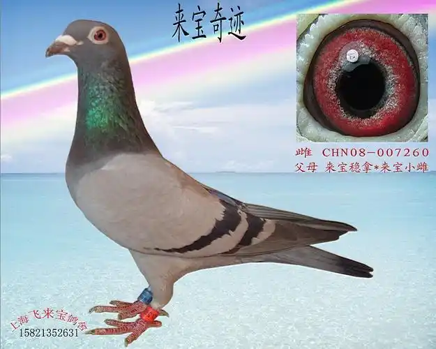 来宝稳拿代表直女,1