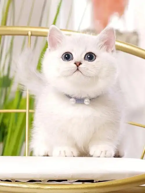 a4矮脚银渐层妹妹