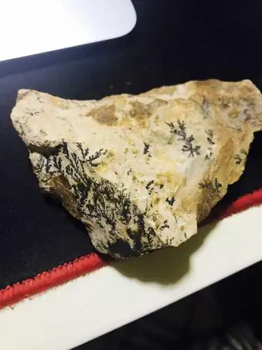 图中的是什么植物化石? - 知乎