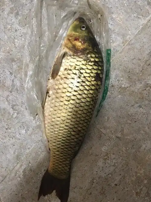 发个渔获……………