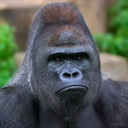 特写_头像_大猩猩_雄性_银背大猩猩_岩石上_威胁_表情_猿_危险_最大