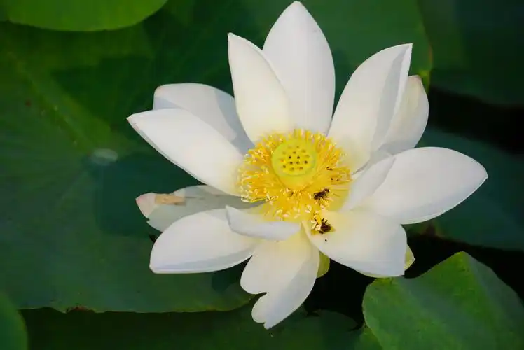 老家荷塘里这株娇艳的白荷清新自然,是否在炎炎夏日给你带来一丝凉爽