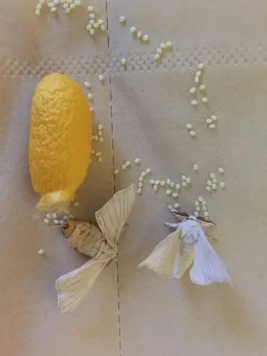 产卵了,两只蚕蛾就产这么多!想象一下,我有一百只呢?