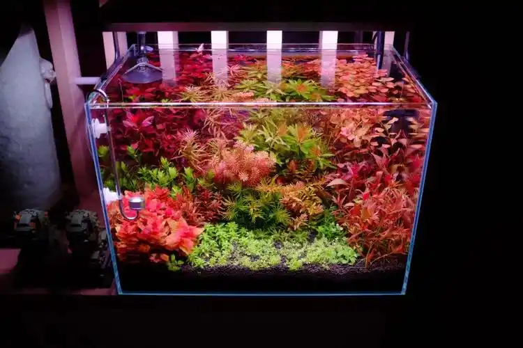 尝试一下荷兰景(菜园子) - 水草种植 - cta南美水族 - powered by