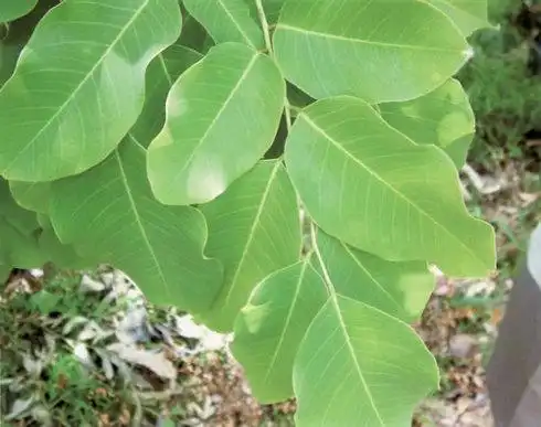 紫檀系列知识(一)——说紫檀(一)