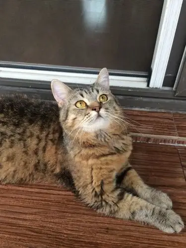 虎斑纹英短公猫