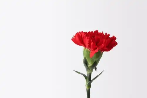 一朵红色康乃馨花朵在纯色白底背景上