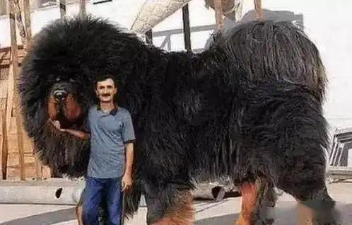 小伙发现史上最昂贵藏獒身高2米体长4米看得人头皮发麻