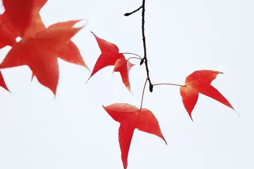 小区门前,三两株三角枫,枫叶红了,醉了秋又醉了冬