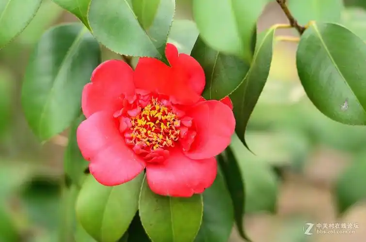 花卉世界132红色茶花