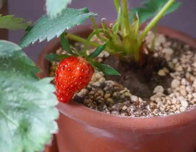 一家很棒的店期待他家的草莓盆栽