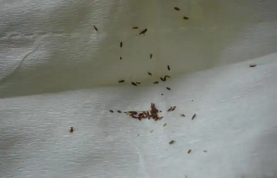 家里有书虱普遍吗很普遍生活于粮食仓库周围