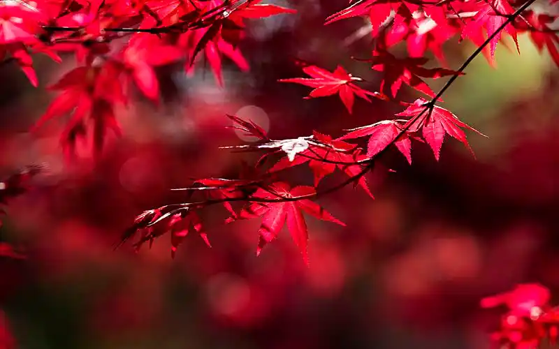 热情如火的红枫桌面壁纸,高清图片,电脑桌面-壁纸族