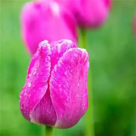 高雅美丽的郁金香花头像图片