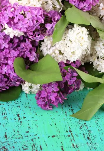 美丽的紫丁香花,颜色木制背景上