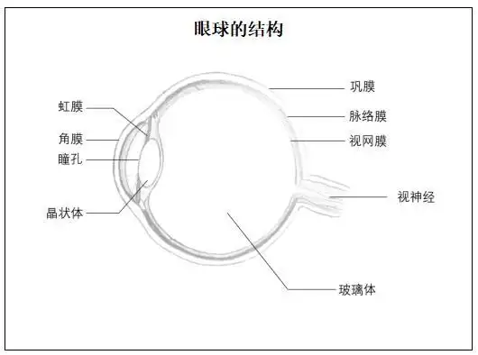 陕西教师资格证面试教案眼球的结构教案教师资格面试初中生物