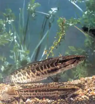 淡水鱼的资料(一百四十五)-goldthunder雷龙_少时资源总站