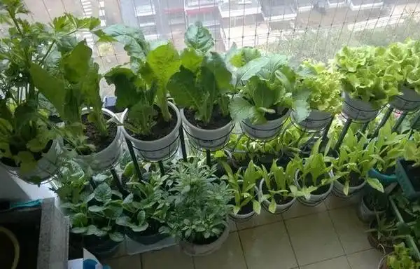 家里的塑料瓶不要丢, 利用好把阳台变成小菜园!