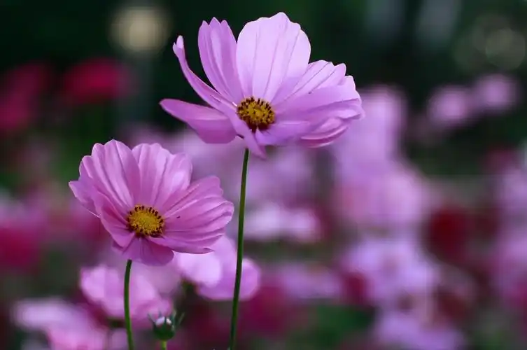 冬天里的格桑花